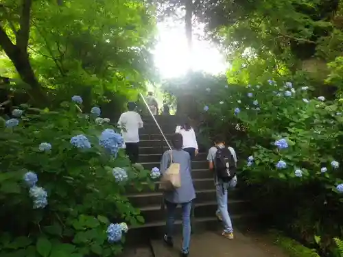 明月院の庭園