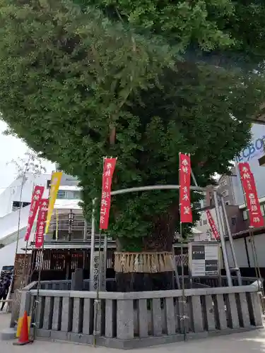 櫛田神社の自然