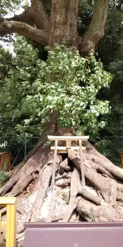 和泉國一之宮　大鳥大社(大阪府)