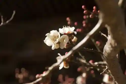 秩父札所十三番 慈眼寺の自然