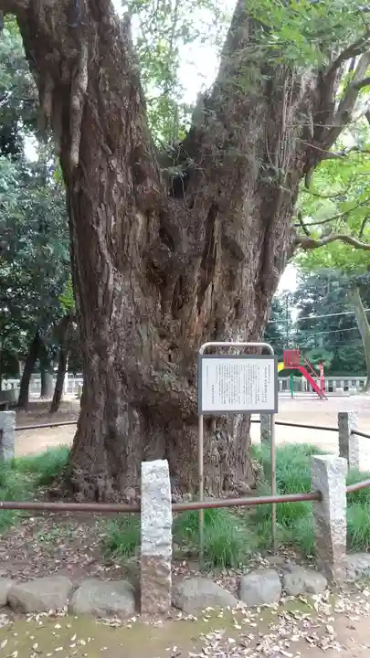 赤坂氷川神社の自然