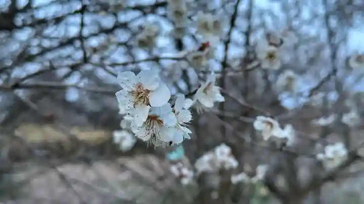 子松神社・荒神社(宮城県)