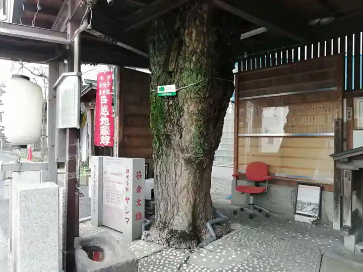 戸越地蔵尊の自然