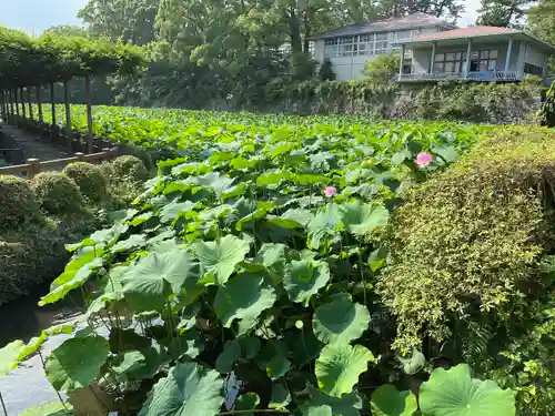 報徳二宮神社の自然