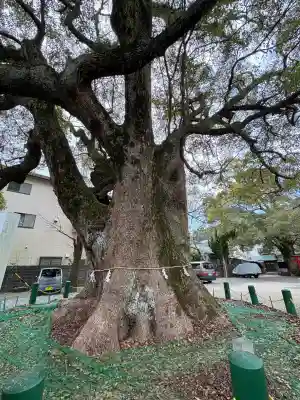 八幡宮の{uncategorized: "未分類", other: "その他", undefined: "問題あり", building: "その他建物", grave: "お墓", sacred_gate: "鳥居", guardian: "狛犬", statue: "像", buddha: "仏像", history: "歴史", nature: "自然", garden: "庭園", animal: "動物", pagoda: "塔", temizu: "手水舎", mountain_gate: "山門・神門", sanctuary: "本殿・本堂", subordinate: "末社・摂社", art: "芸術", scenery: "景色", jizo: "地蔵", ema: "絵馬", goshuin: "御朱印", omikuji: "おみくじ", items: "授与品その他", amulet: "お守り", goshuincho: "御朱印帳", eats: "食事", festival: "お祭り", votive_dance: "神楽", shichigosan: "七五三参", wedding: "結婚式", experience: "体験その他", initially: "初詣", around: "周辺", anti_infection: "感染症対策"}