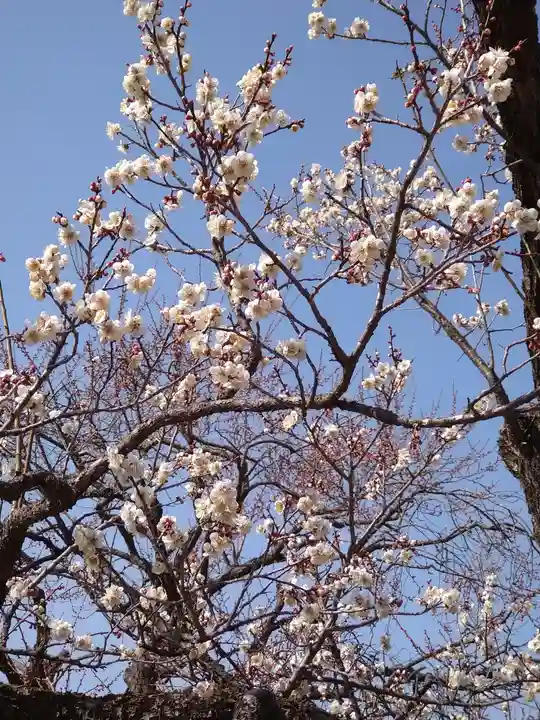 常磐神社の自然