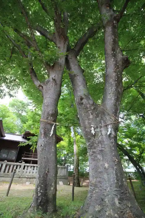 川中島古戦場八幡社の自然