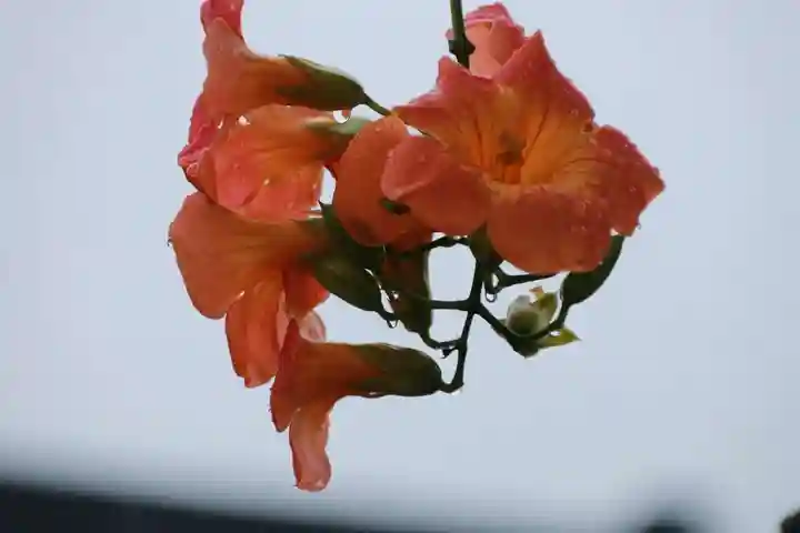 大鏑神社の自然