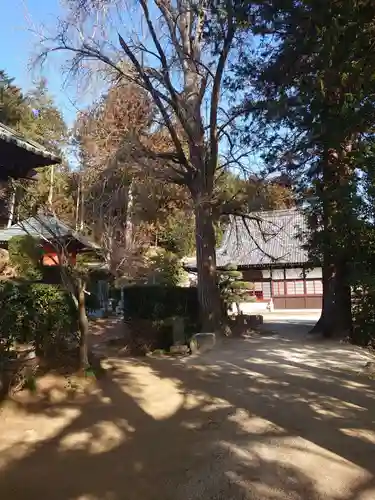 如意輪寺(市原観音)の自然
