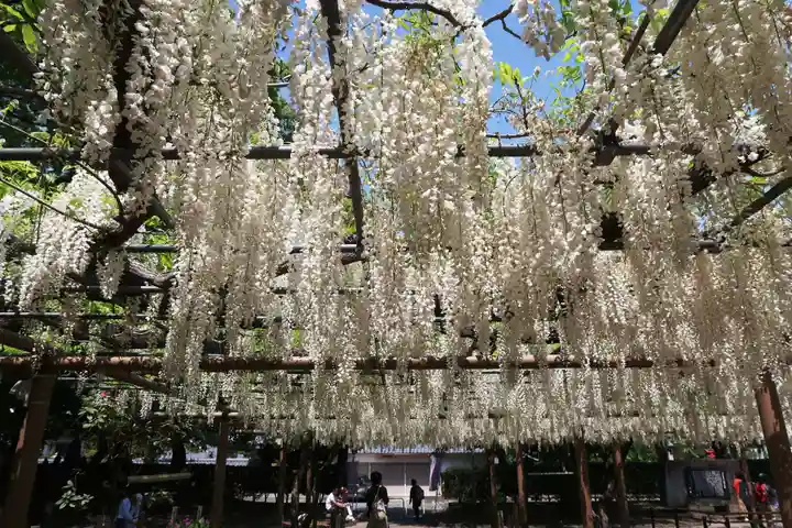 曼陀羅寺(愛知県)