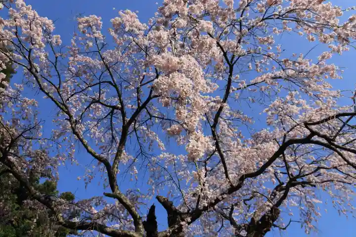 正観音堂の自然