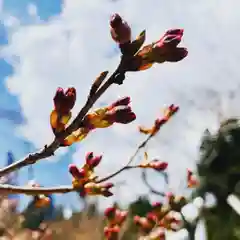 土津神社｜こどもと出世の神さまの自然