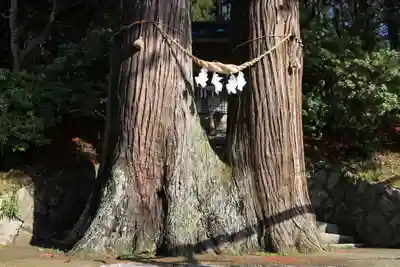 菅布禰神社の自然