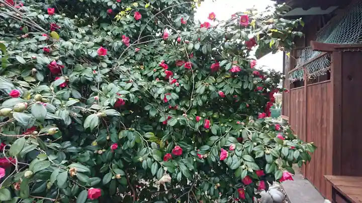 八坂神社の自然