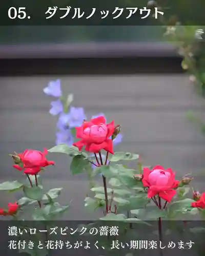 宝光寺(北海道)