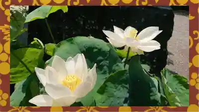 大蔵院(群馬県)