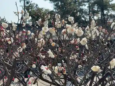 白山神社(新潟県)