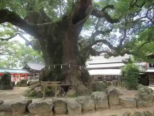 宇美八幡宮の自然