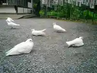 旗上弁財天社の動物