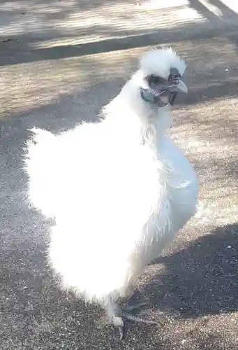 阿智神社の動物