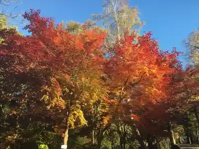 善道寺(北海道)