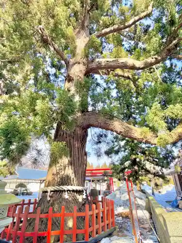 志和古稲荷神社の{uncategorized: "未分類", other: "その他", undefined: "問題あり", building: "その他建物", grave: "お墓", sacred_gate: "鳥居", guardian: "狛犬", statue: "像", buddha: "仏像", history: "歴史", nature: "自然", garden: "庭園", animal: "動物", pagoda: "塔", temizu: "手水舎", mountain_gate: "山門・神門", sanctuary: "本殿・本堂", subordinate: "末社・摂社", art: "芸術", scenery: "景色", jizo: "地蔵", ema: "絵馬", goshuin: "御朱印", omikuji: "おみくじ", items: "授与品その他", amulet: "お守り", goshuincho: "御朱印帳", eats: "食事", festival: "お祭り", votive_dance: "神楽", shichigosan: "七五三参", wedding: "結婚式", experience: "体験その他", initially: "初詣", around: "周辺", anti_infection: "感染症対策"}