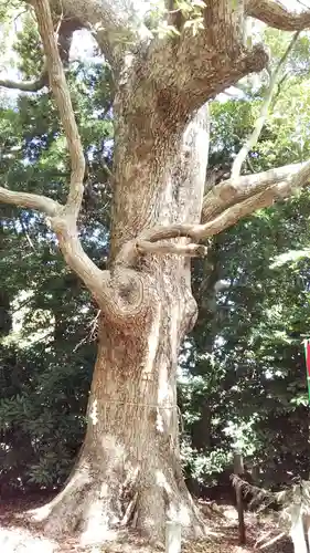 飯津佐和乃神社の自然