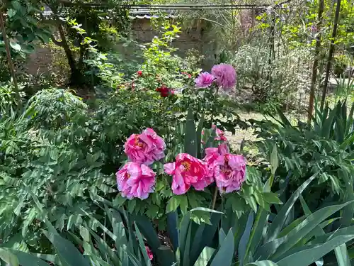 金剛寺(奈良県)