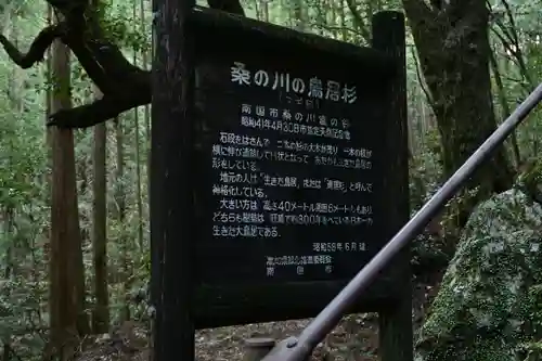 地主神社（桑の川の鳥居杉）(高知県)