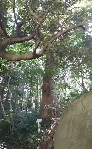 富戸三島神社の自然