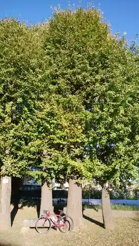 蓮根氷川神社(東京都)