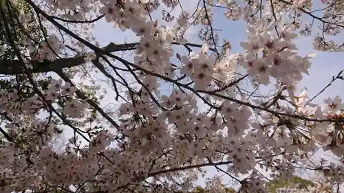 壺井八幡宮の自然