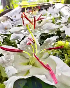 立志神社(滋賀県)(2022年07月20日(水) 08時52分52秒投稿)