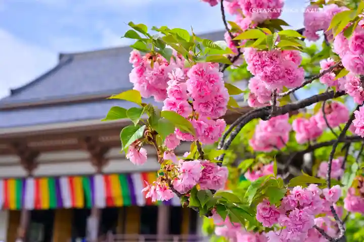 西新井大師総持寺(東京都)