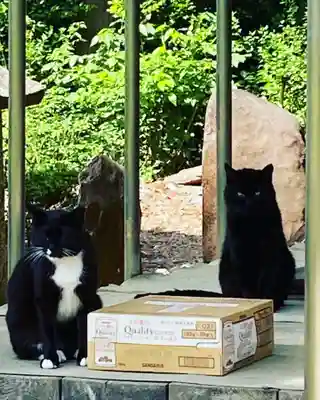 猫のクロちゃんと　ときどき遊びに来る、クロクロちゃん