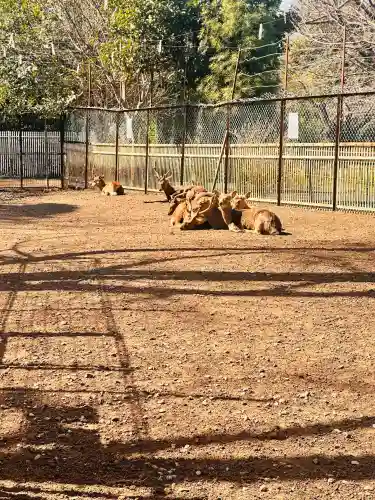 相州春日神社の{uncategorized: "未分類", other: "その他", undefined: "問題あり", building: "その他建物", grave: "お墓", sacred_gate: "鳥居", guardian: "狛犬", statue: "像", buddha: "仏像", history: "歴史", nature: "自然", garden: "庭園", animal: "動物", pagoda: "塔", temizu: "手水舎", mountain_gate: "山門・神門", sanctuary: "本殿・本堂", subordinate: "末社・摂社", art: "芸術", scenery: "景色", jizo: "地蔵", ema: "絵馬", goshuin: "御朱印", omikuji: "おみくじ", items: "授与品その他", amulet: "お守り", goshuincho: "御朱印帳", eats: "食事", festival: "お祭り", votive_dance: "神楽", shichigosan: "七五三参", wedding: "結婚式", experience: "体験その他", initially: "初詣", around: "周辺", anti_infection: "感染症対策"}