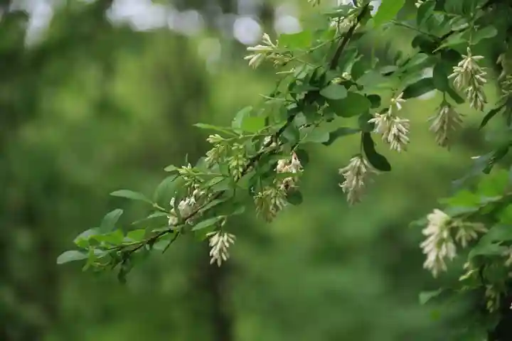 阿久津「田村神社」(郡山市阿久津町)旧社名:伊豆箱根三嶋三社の庭園