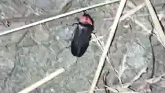 熊野神社の動物