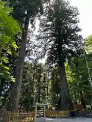 須山浅間神社(静岡県)