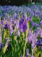 無量寿寺の自然