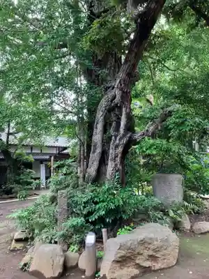 奥澤神社(東京都)