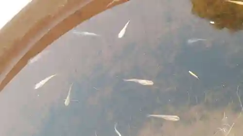 浄土宗 光明山 大蓮寺（照曜会館）の動物