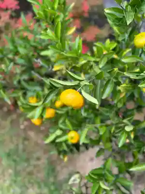 橿原神宮(奈良県)