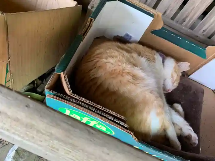 唐澤山神社の動物