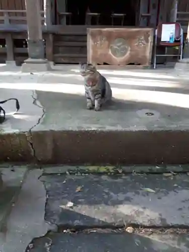 前玉神社の動物