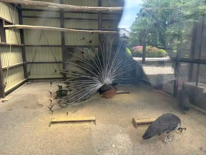 岩槻久伊豆神社の動物