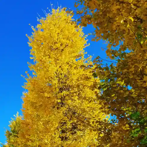 北野神社西町天神の自然