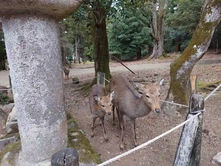 春日大社の動物