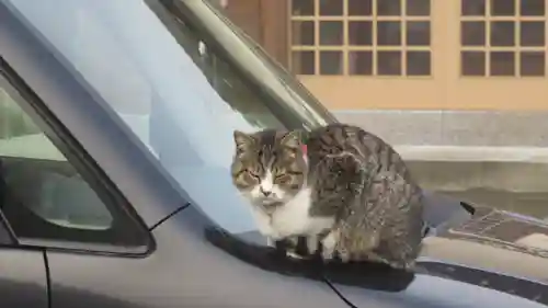 御誕生寺（猫寺）の動物