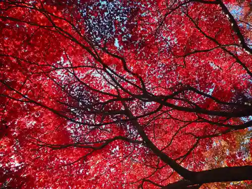 足利織姫神社の自然